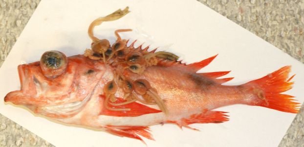 Представитель Семейства Sphyriidae